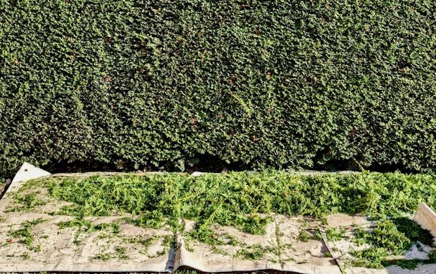 Grünschnitt entsorgen