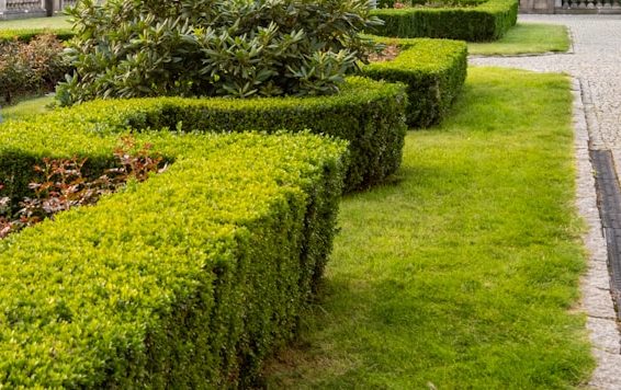Perfekte Hecke geschnitten auf Maß