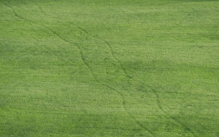 Ideal gemähter Rasen